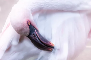 Fotobehang Lesser pink flamingo cleaning its feathers with a beak. © Alexander Oganezov