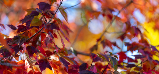 autumn leaves on a background of blue sky
