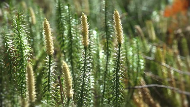 Mosses are small flowerless plants that typically grow in dense green clumps or mats, often in damp or shady locations. Fantastic view individual in vascular plants
