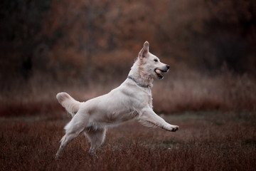 Beautiful golden retriever in the autumn forest