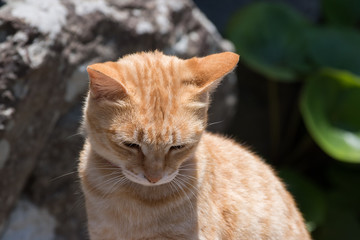 猫 cat