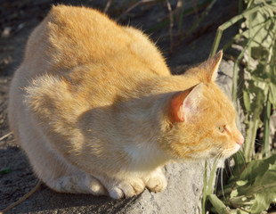 The red cat went out to hunt.