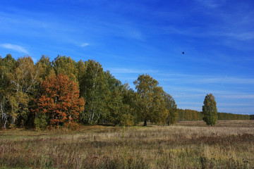 Obraz premium Autumn trees in the field