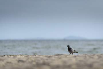 The pigeon walking on the beach with softlight