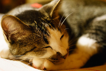 にゃんこ