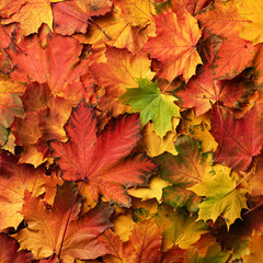Naklejka na ściany i meble Red, orange, yellow and green maple leaves background. Golden autumn concept. Sunny day, warm weather. Top view. Banner. Square crop