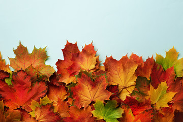 Red, orange, yellow and green maple leaves on blue background. Golden autumn concept. Sunny day, warm weather. Top view. Banner