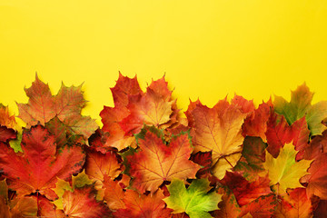 Red, orange and green maple leaves on yellow background. Golden autumn concept. Sunny day, warm weather. Top view. Banner