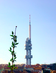 Fototapeta na wymiar Plant and tower