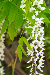 Chinese wisteria, ( Wisteria sinensis) or Wisteria sinensis 'Alba' racemes of pure white, pea like flowers with green leaves