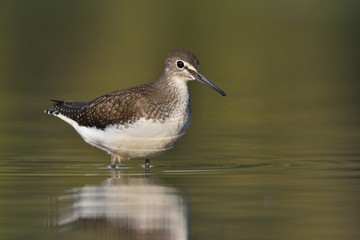 sandpiper