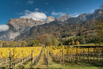 Naklejka premium golden vineyards and grapevines in the mountain landscape of the Maienfeld region in Switzerland