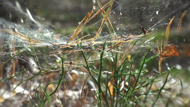 Fantastic natural chaos from dandelion seed cobwebs and grass stalks. Sun's morning rays of sun make their way through seeds and grass stems