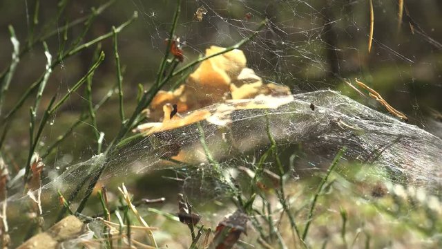 Fantastic natural chaos from dandelion seed cobwebs and grass stalks. Sun's morning rays of sun make their way through seeds and grass stems
