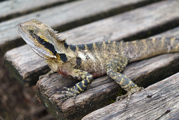 Lizard on Wooden Deck