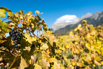 golden grapevines with ripe blue pinot noir grapes late picked for ice wine in the Maienfeld region of Switzerland