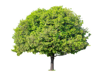 Tree isolated on white background. It is grown in ornamental tree in the garden or park.