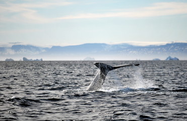 Greenland Sea Whale Watching.