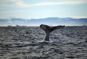 Fototapeta premium Greenland Sea Whale Watching.