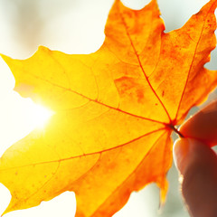 Autumn background with leaves