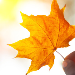 Autumn leaves background
