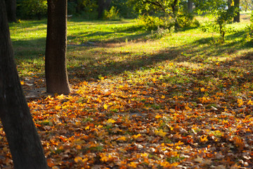 Autumn leaves background