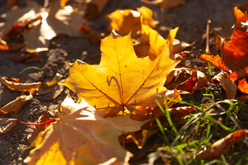 Autumn leaves background