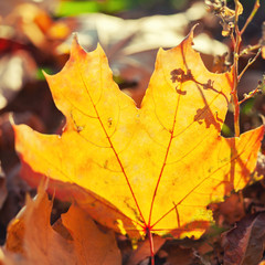 Autumn leaves background