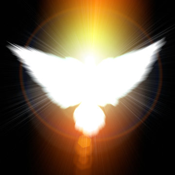 Holy sign of a white dove