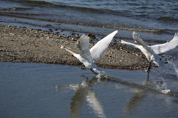 fotos de aves varias cisnes cigueña blanca patos varios