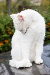 Cute kitten outdoor in a farm, white color