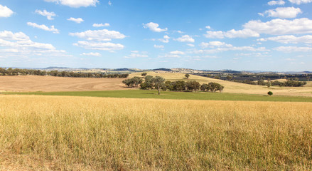 Obraz premium Farming Land - Cowra Australia. Located in Central Western New South Wales the area around Cowra has very good farming land.