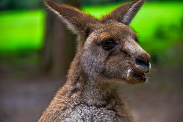 Fototapeta premium Kangaroos around the field