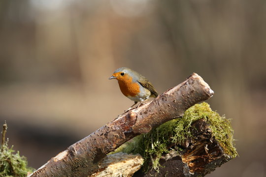 fotos de aves varias cisnes cigue&ntilde;a blanca patos varios