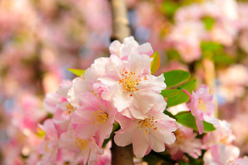 Chinese flowering crab-apple blooming