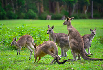 Naklejka na ściany i meble Kangaroo around the field