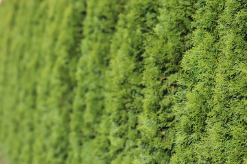 Beautiful background of green plants, texture for design. Landshapht desing