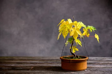 Papier Peint photo Bonsaï bonsaï d& 39 érable avec des feuilles d& 39 automne dans un bol marron sur une planche de bois