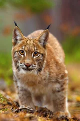 Deurstickers Lynx De Euraziatische lynx (Lynx lynx), portret. Subadult kattenportret. Kat klaar om aan te vallen.