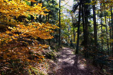 Herbstwald in den Vogesen