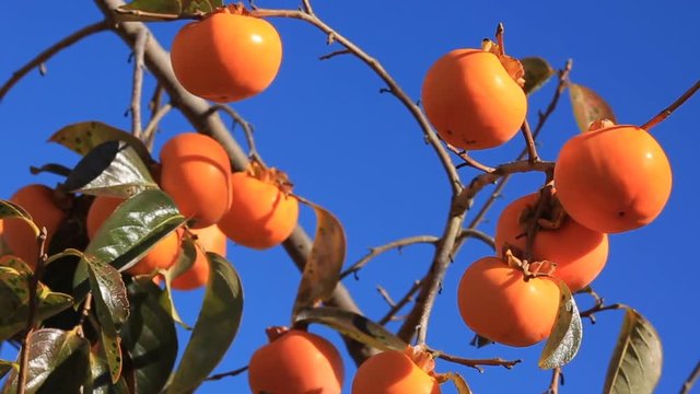 Ripe persimmon on the tree with blue sky in the background.
