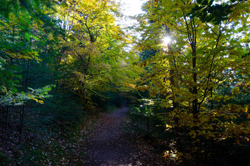 Fototapeta na wymiar Herbstwald in den Vogesen