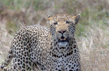 African leopard