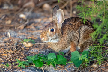 Wild Rabbit Resting in a Shady Spot Outside