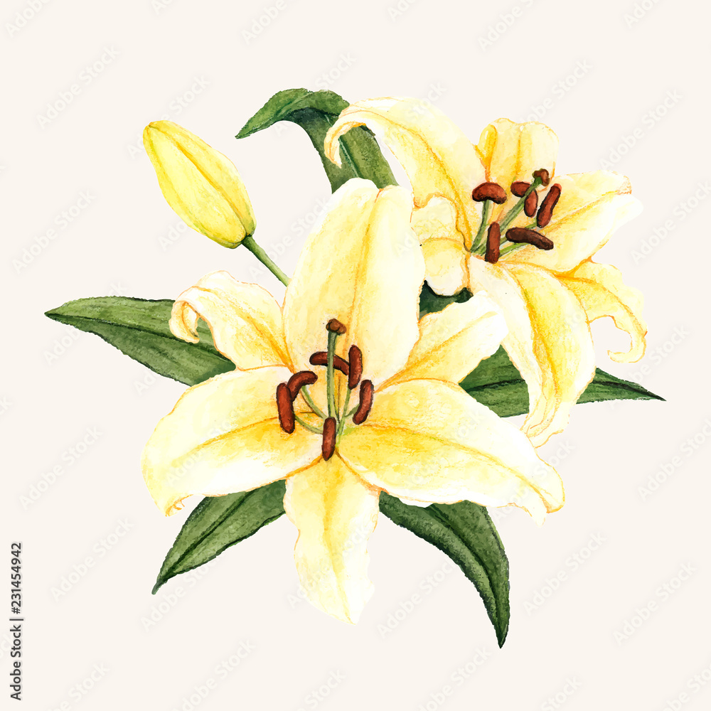 Poster hand drawn white lily flower isolated