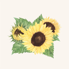 Hand drawn sunflower isolated on beige background