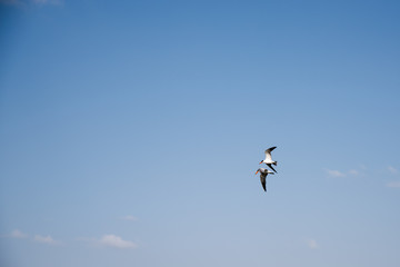 Couple of seagulls flying high against blue sky