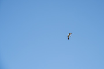 Seagull Bird in Abu Dhabi flying high against blue sky
