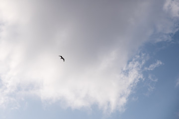 Seagull Bird in Abu Dhabi flying high against blue sky