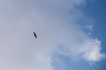 Seagull Bird in Abu Dhabi flying high against blue sky
